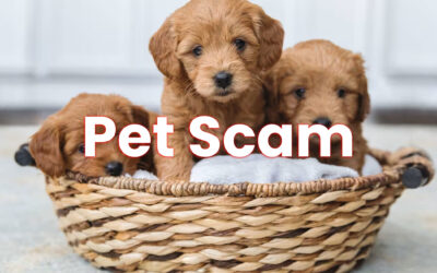 Pet Scam